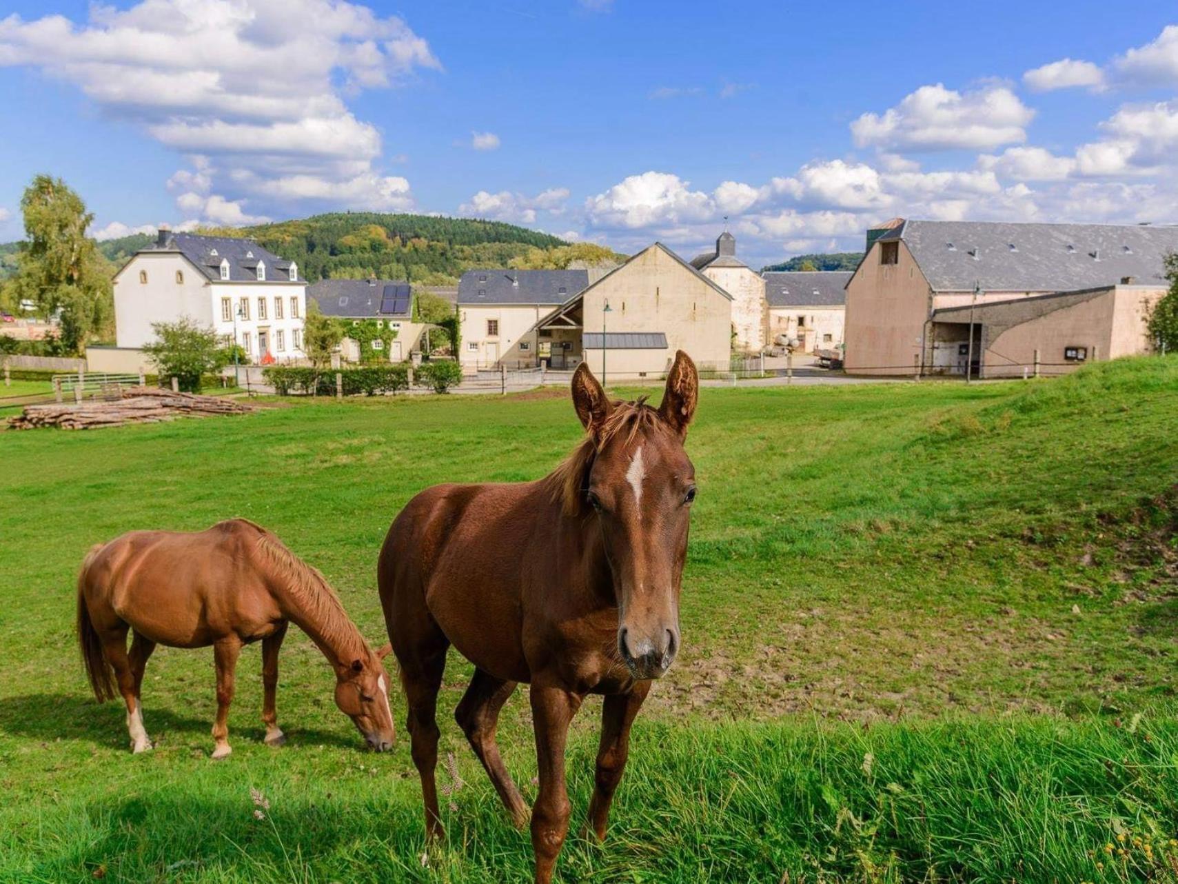 Cottage House Weyer - Mare&Filly Room Esterno foto